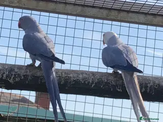 Parrots birds Violet Cleartail Ringneck pair - Advert 5