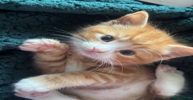 RagaMuffin cats - Advert 12