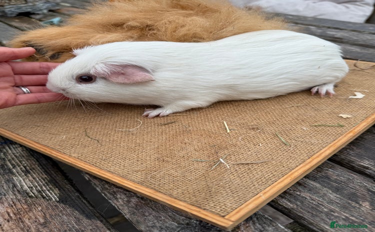 Guinea Pig rodents - Advert 7