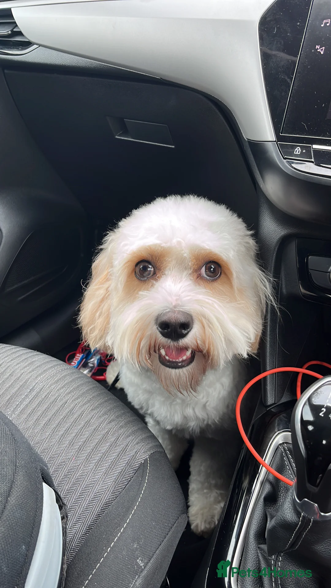 Cavachon dogs for sale: Bryn the Cavachon in Dudley - Advert 4