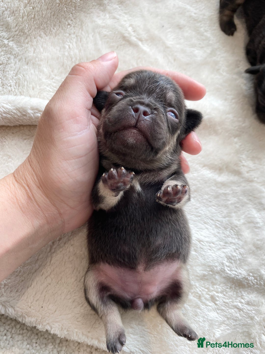French Bulldog dogs for sale: Beautiful litter off French bulldog puppies  - Image 23