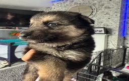 German Shepherd dogs for sale: German shepherd puppies  - Image 15