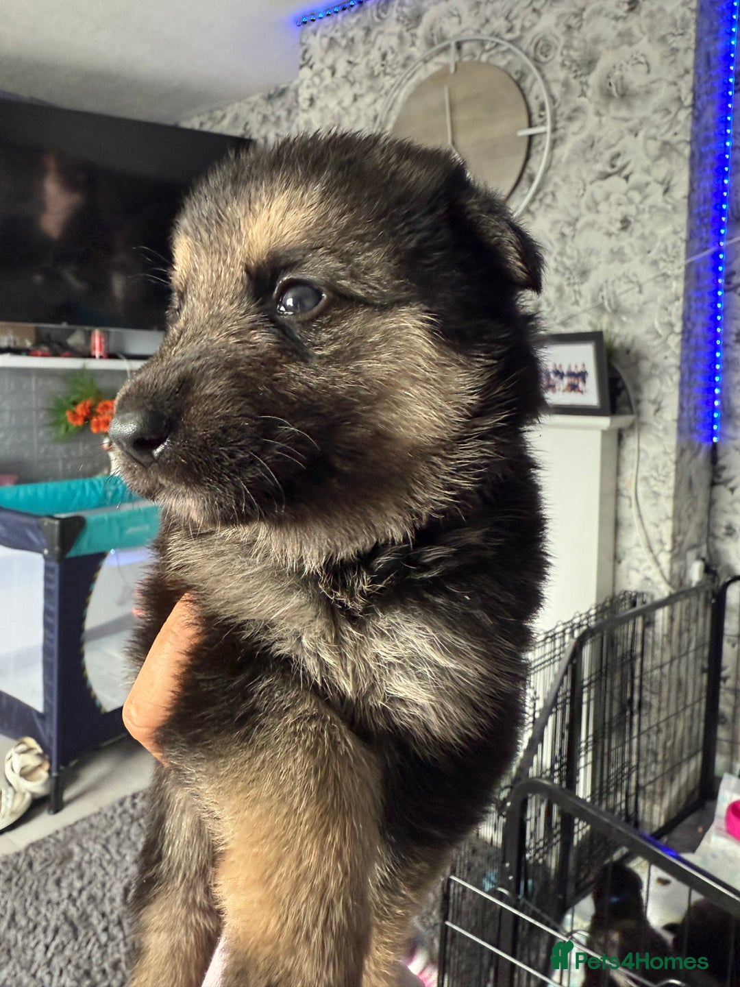 German Shepherd dogs for sale: German shepherd puppies  - Image 15