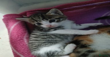Mixed Breed cats - Advert 10