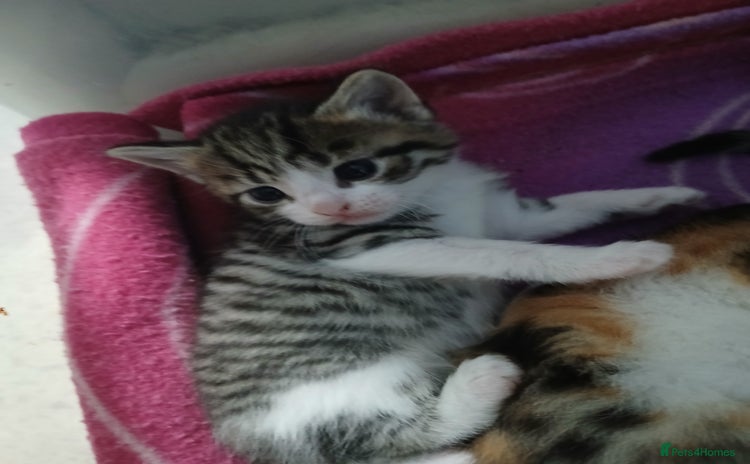 Mixed Breed cats - Advert 10