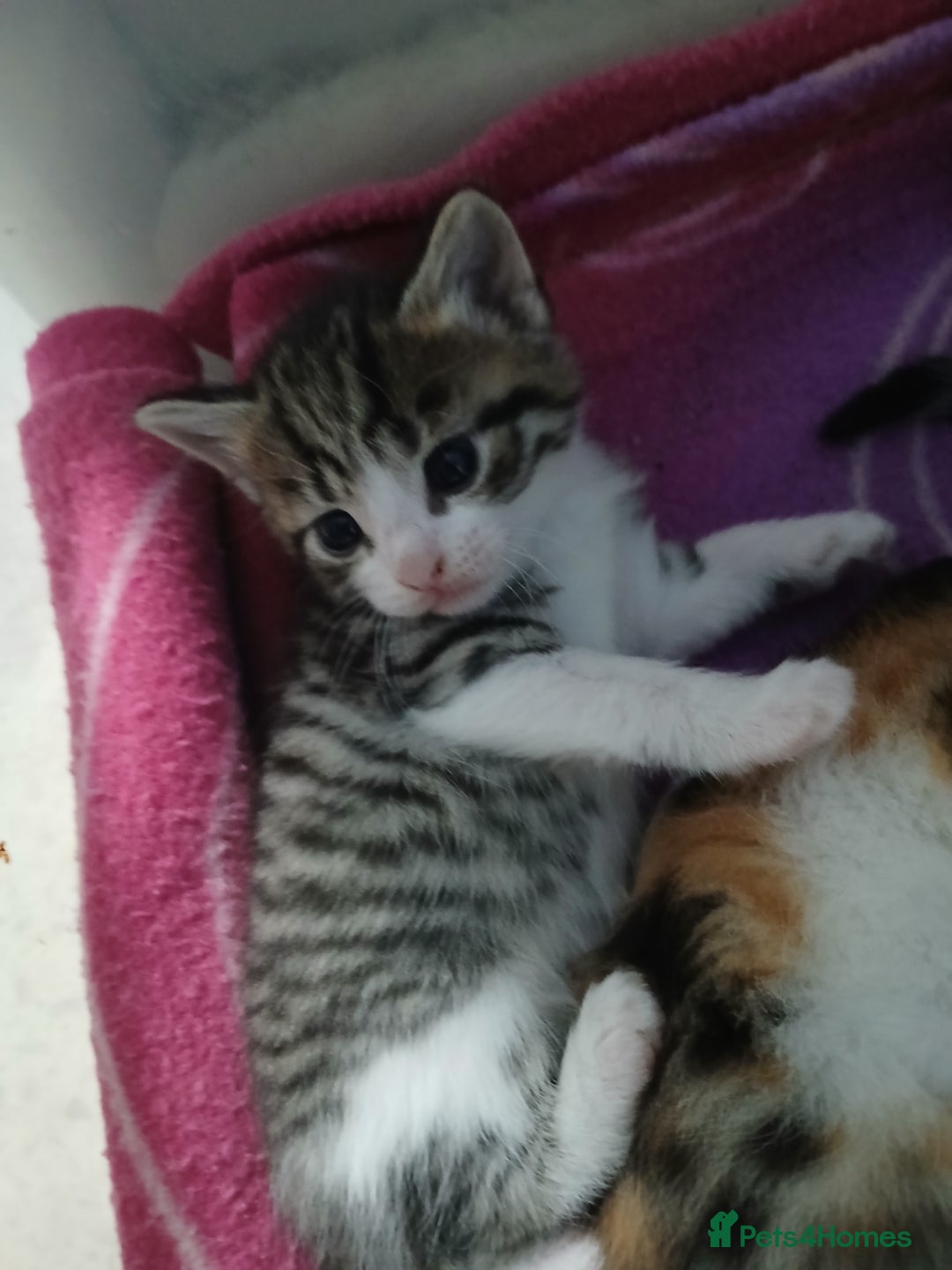 Mixed Breed cats for sale: 6 beautiful kittens - Image 1
