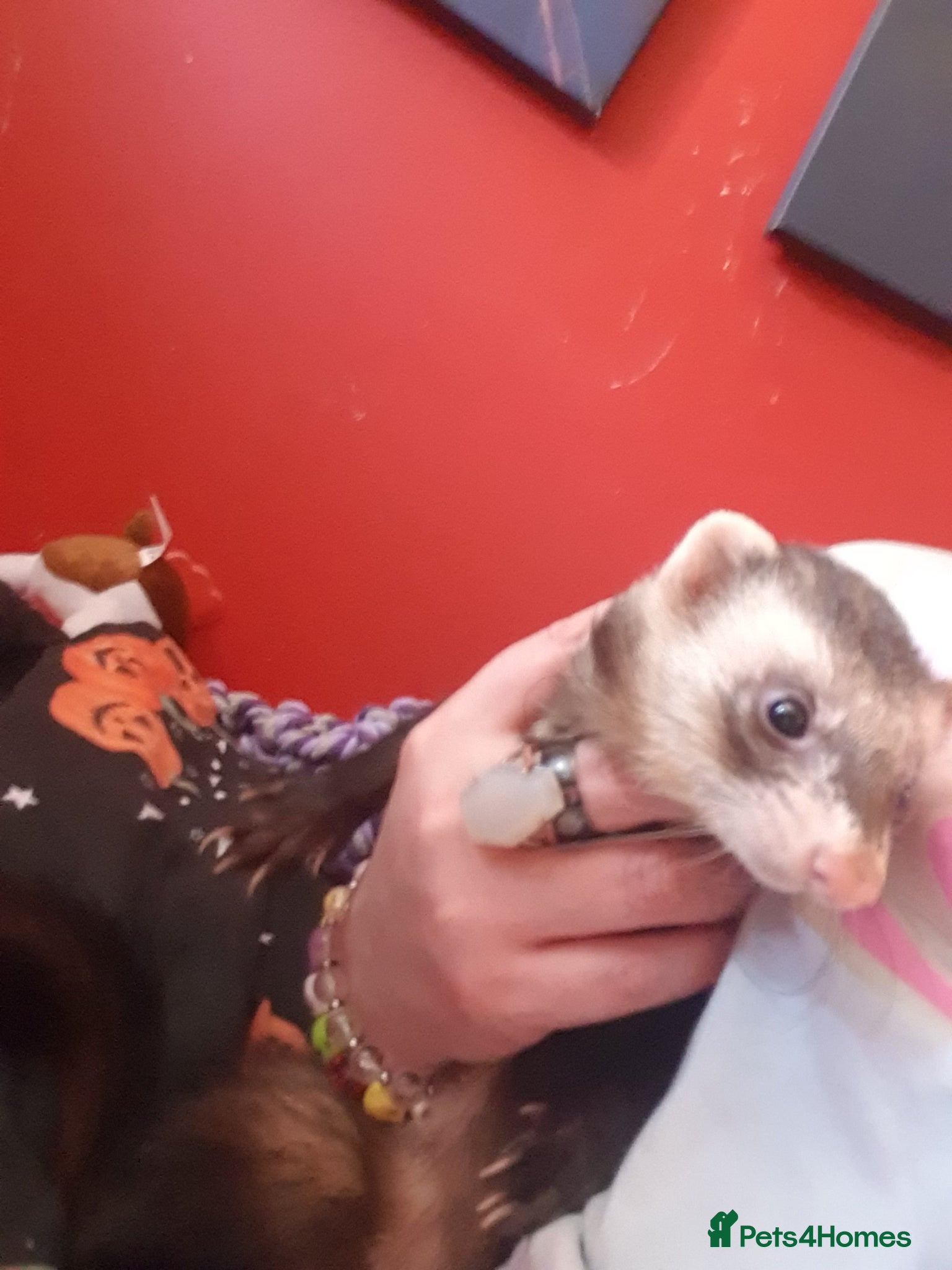 Ferret rodents Male hob with cage  - Advert 3