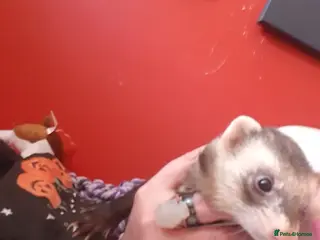 Ferret rodents Male hob with cage - Advert 3