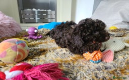 Cavapoo dogs for sale: Chocolate F1B Cavapoos. Health Tested.  - Image 23