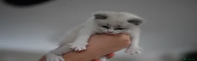 Ragdoll Kitten 2