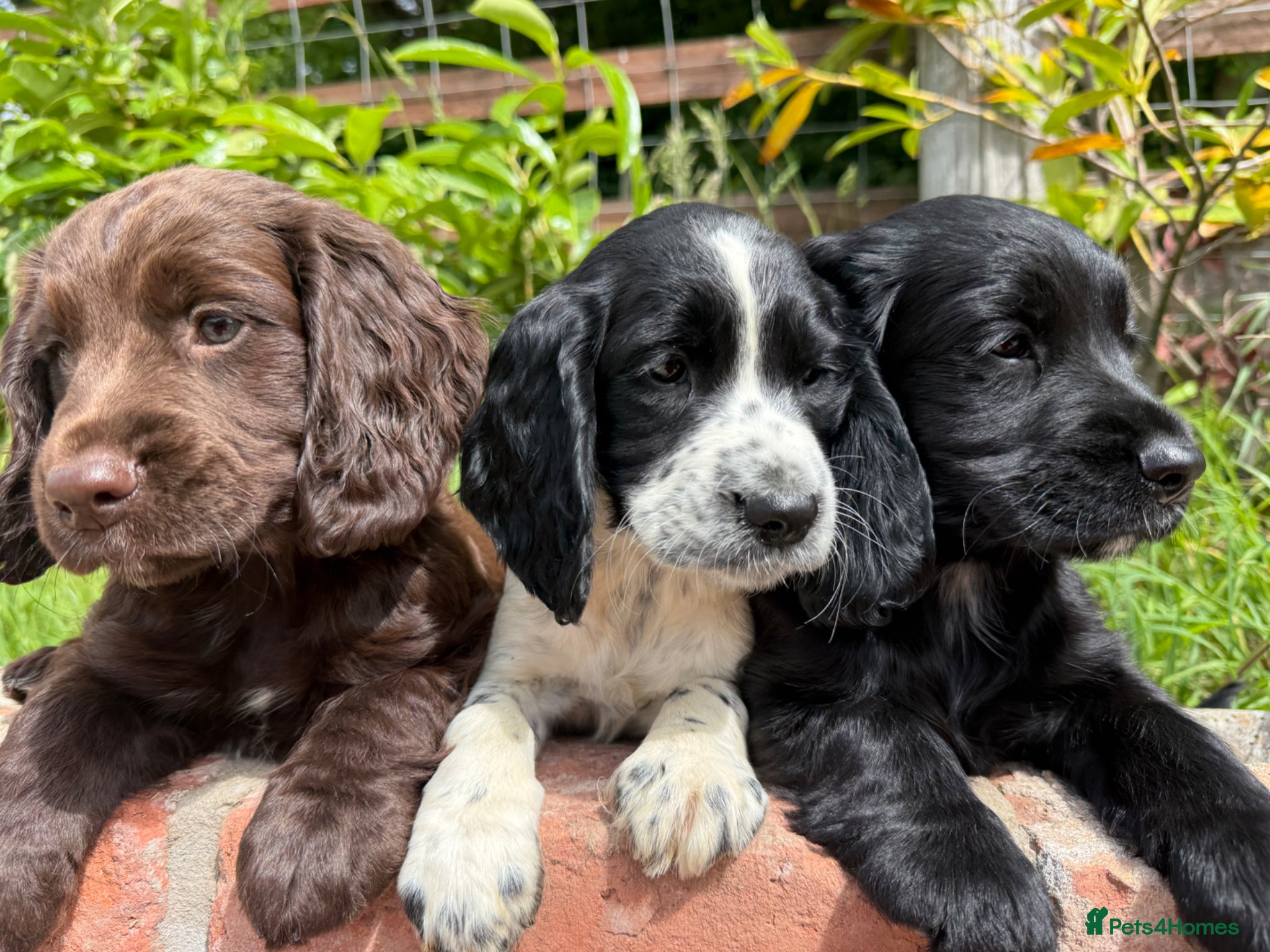 Sprocker dogs Sprocker puppies Cocker Spaniel X Springer Spaniel - Advert 2