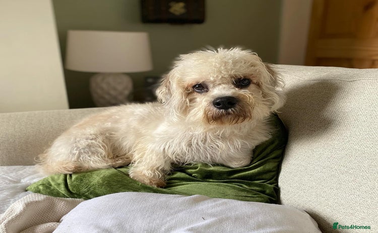 Dandie Dinmont Terrier dogs - Advert 4