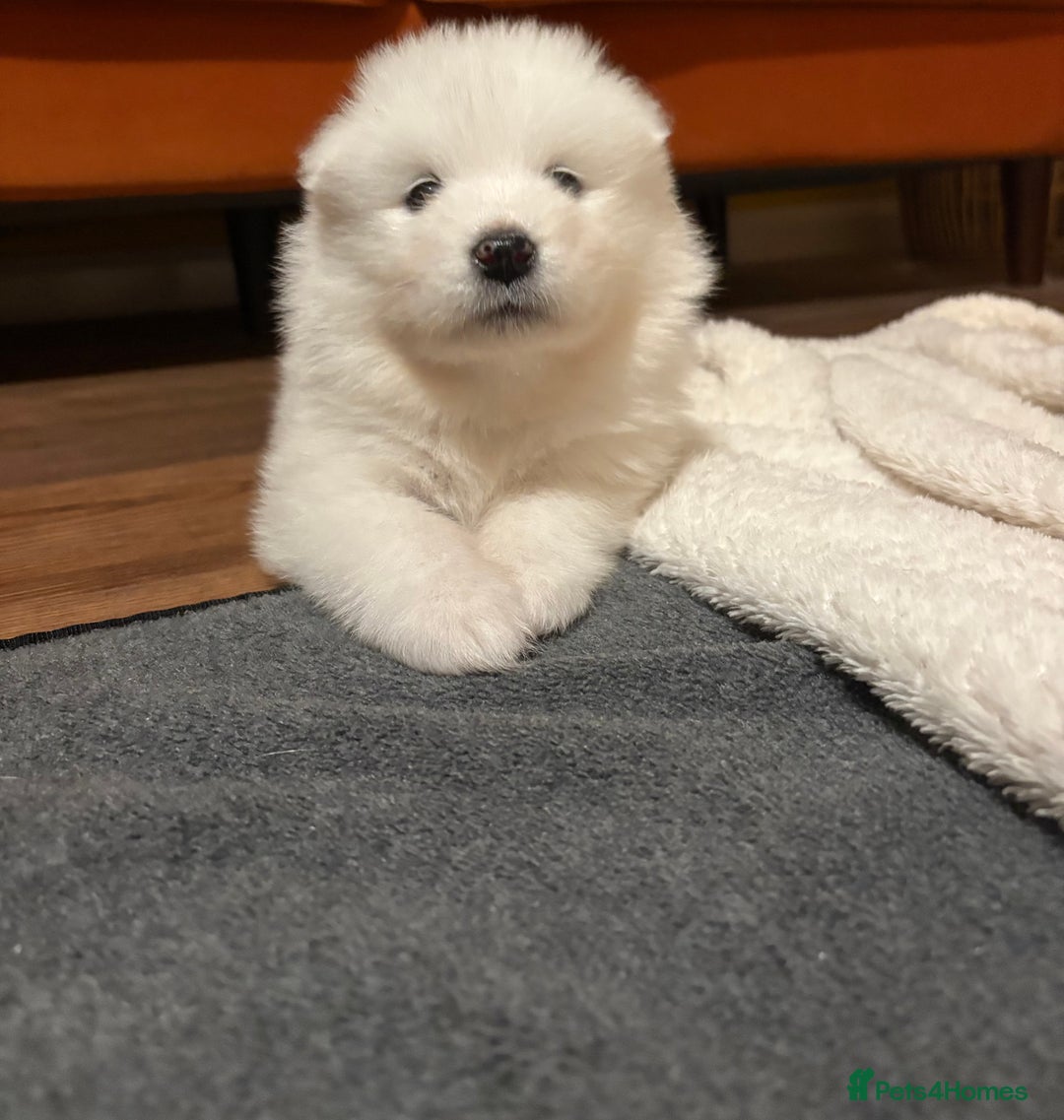 Samoyed dogs for sale: Samoyed puppies for sale - Image 10