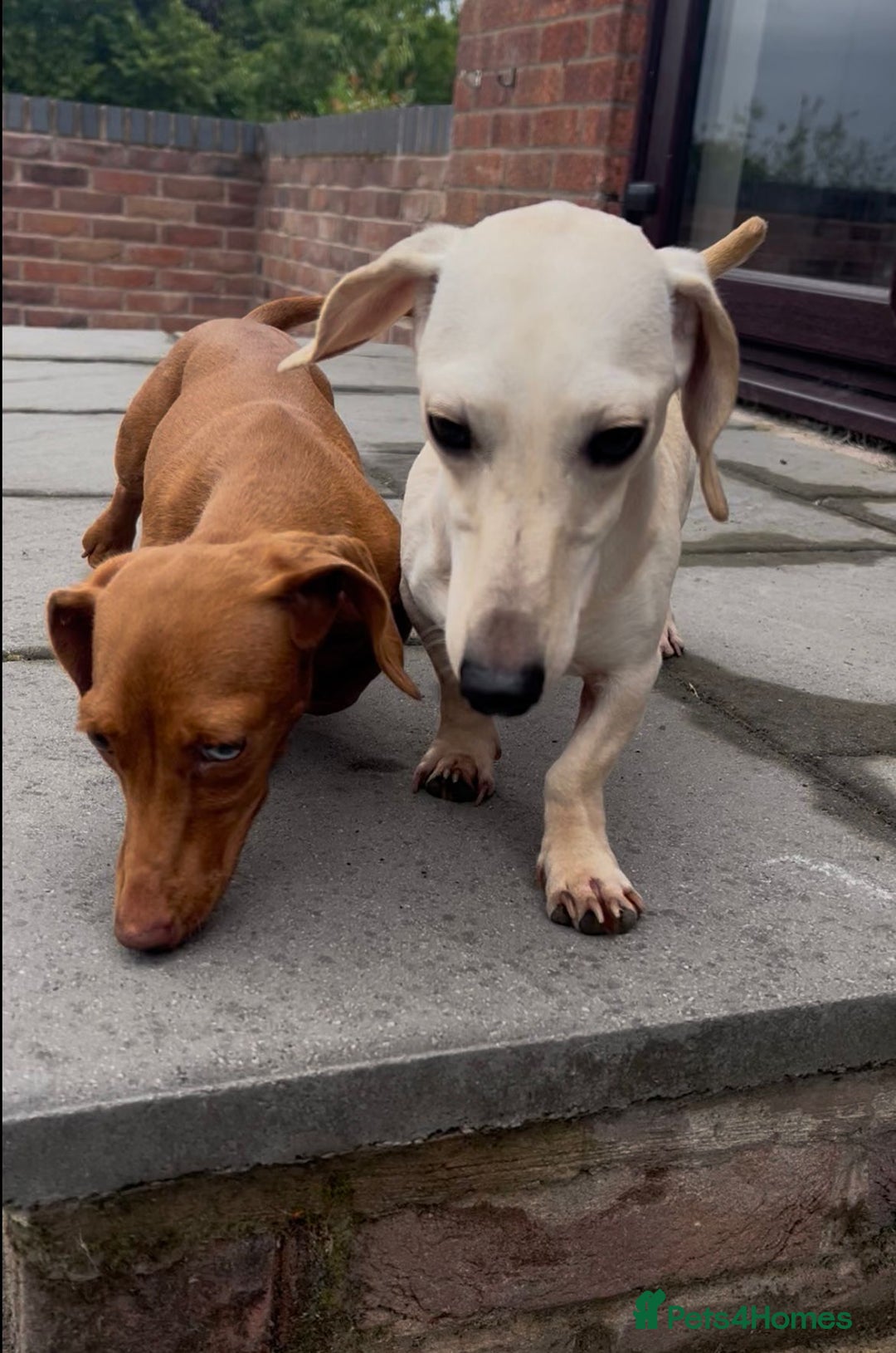Miniature Dachshund dogs for sale: Kc registered miniature dachshunds  - Image 19