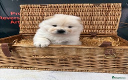 Chow Chow dogs for sale: 4 FEMALES POLAR WHITE CHOW CHOW  - Image 3
