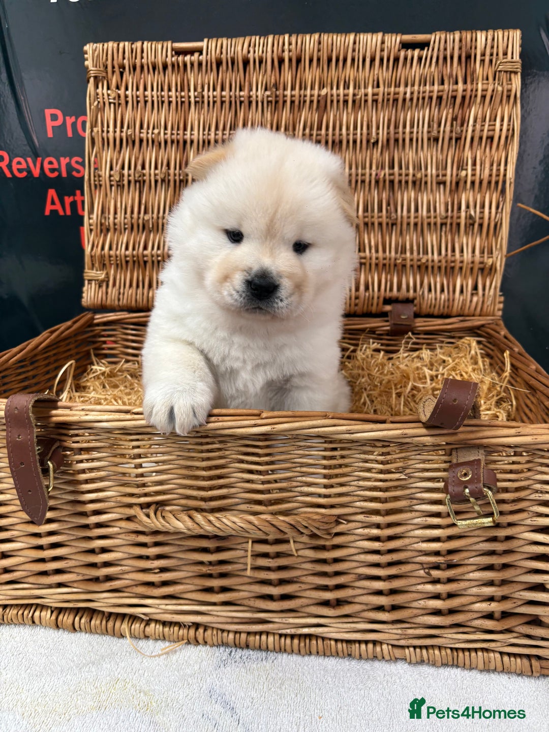 Chow Chow dogs for sale: 4 FEMALES POLAR WHITE CHOW CHOW  - Image 3
