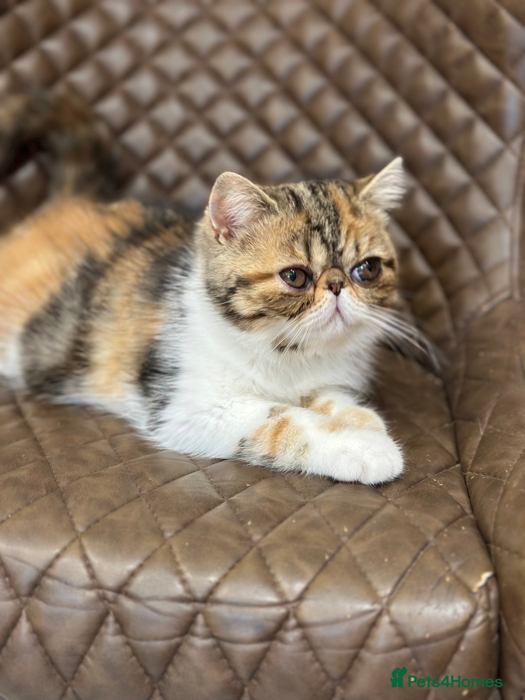 Exotic cats for sale: Beautiful exotic shorthair  - Image 3