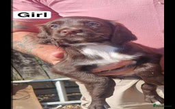 Cocker Spaniel dogs for sale: 7 week old Chocolate Cocker Spaniel pups - Image 4
