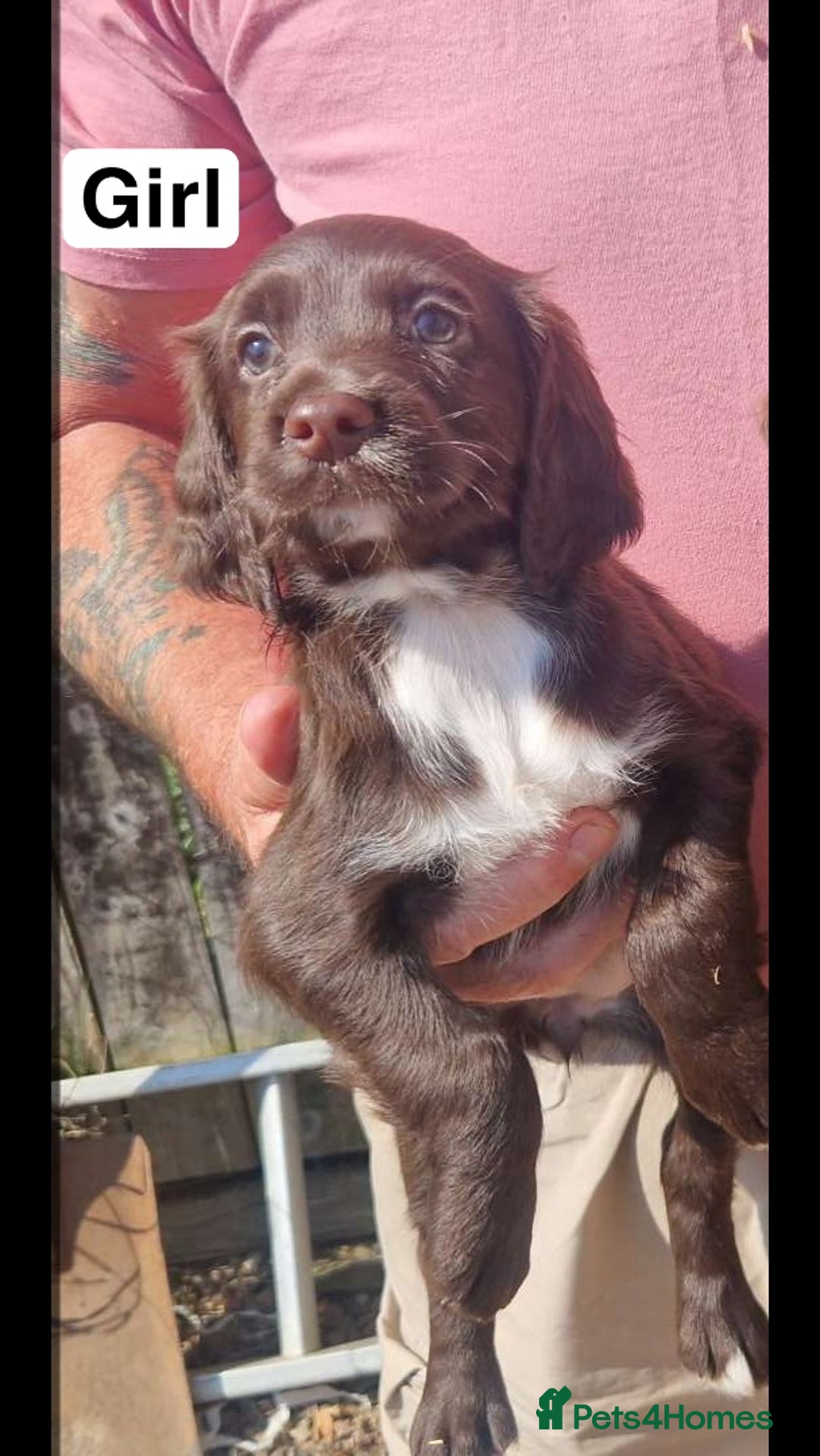 Cocker Spaniel dogs for sale: 7 week old Chocolate Cocker Spaniel pups - Image 4