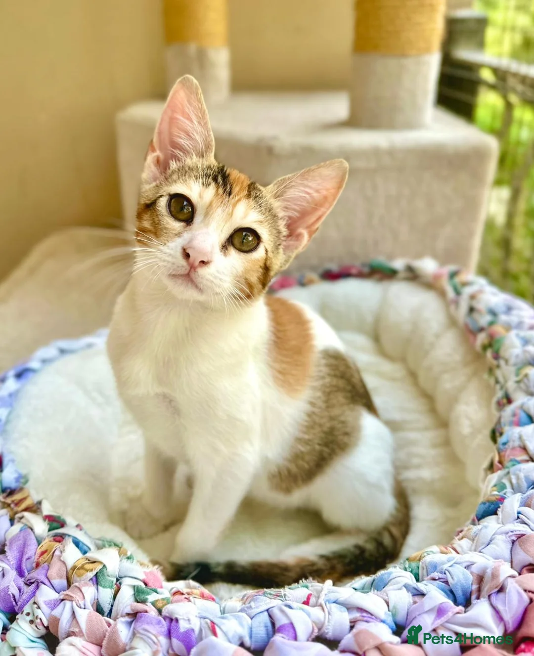 Mixed Breed cats for adoption: Pair of Kittens for Indoor Adoption Together - Advert 2