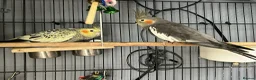 Cockatiels birds for sale: 3 budgies and 2 cockatiels in Kidlington - Advert 12