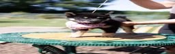 Japanese Shiba Inu dogs for sale: Outstanding original Japanese Shiba Inu puppies  - Advert 10