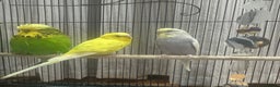 Mixed Breed birds for sale: 3 Beautiful mixed budgies  - Advert 3