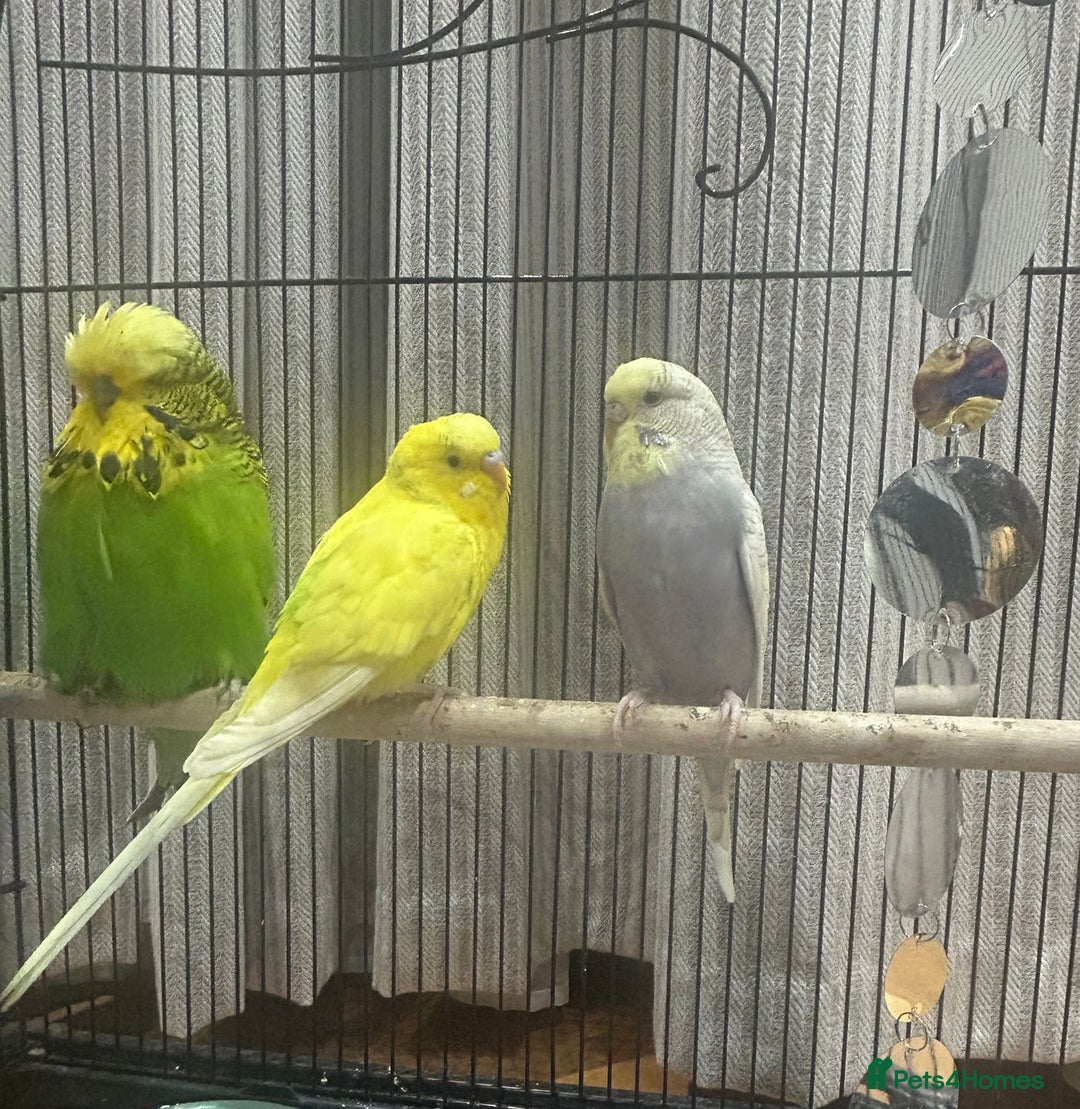 Mixed Breed birds for sale: 3 Beautiful mixed budgies  - Advert 3