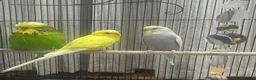 Mixed Breed birds for sale: 3 Beautiful mixed budgies  - Advert 3