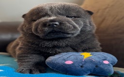 Chow Chow dogs for sale: Wyvernwests puppies have arrived  🐶  - Image 2