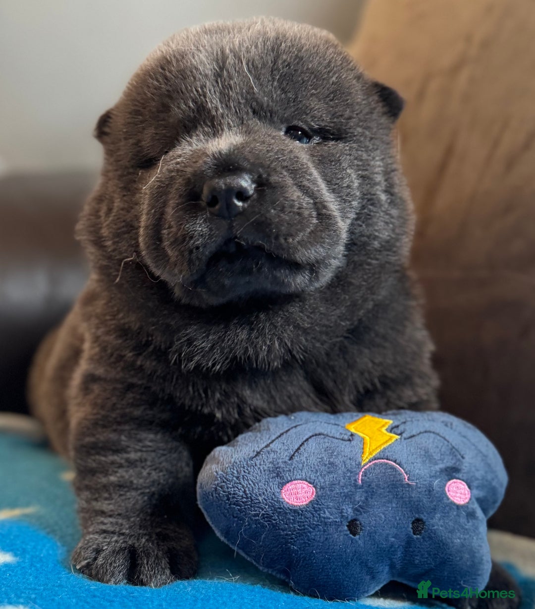 Chow Chow dogs for sale: Wyvernwests puppies have arrived  🐶  - Image 2