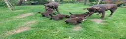 Labrador Retriever dogs for sale: Chocolate Labradors Puppies,Health Tested Parents  - Advert 6