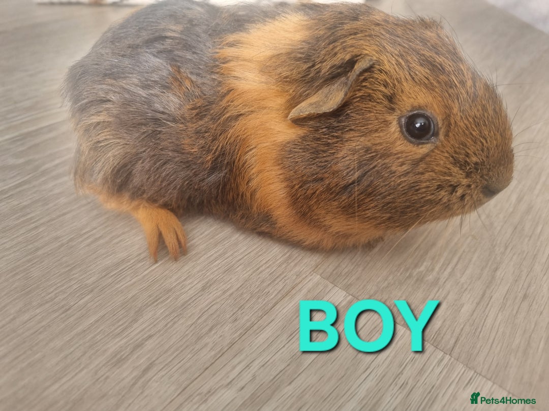 Guinea Pig rodents for sale: Guinea pigs for sale £25 each  - Image 10
