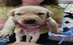Labrador Retriever dogs for sale: KC Registered Pedigree Labrador Pups for Sale - Image 8