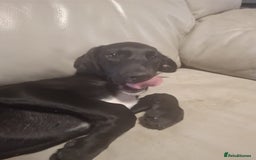 Mixed Breed dogs for sale: Puppies ready for their forever homes   in Grimsby - Image 1