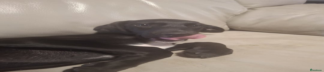 Black collar