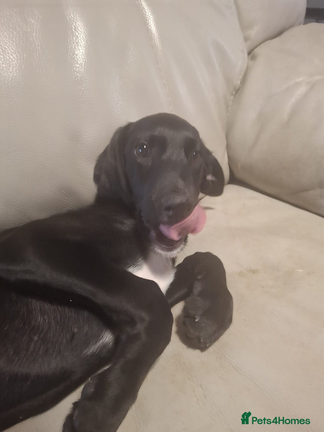 Mixed Breed dogs for sale: Puppies ready for their forever homes   in Grimsby - Image 1