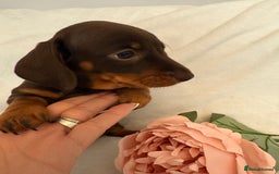 Miniature Dachshund dogs for sale: Stunning miniature dachshunds - tiny parents  - Image 22