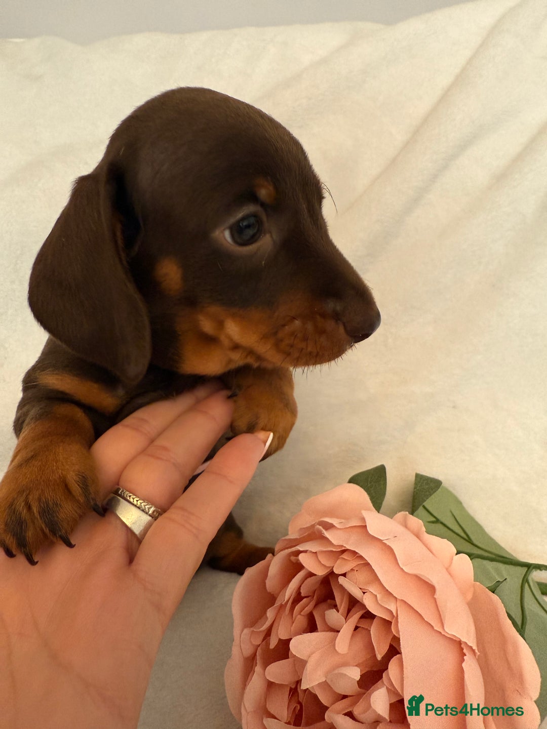 Miniature Dachshund dogs for sale: Stunning miniature dachshunds - tiny parents  - Image 22