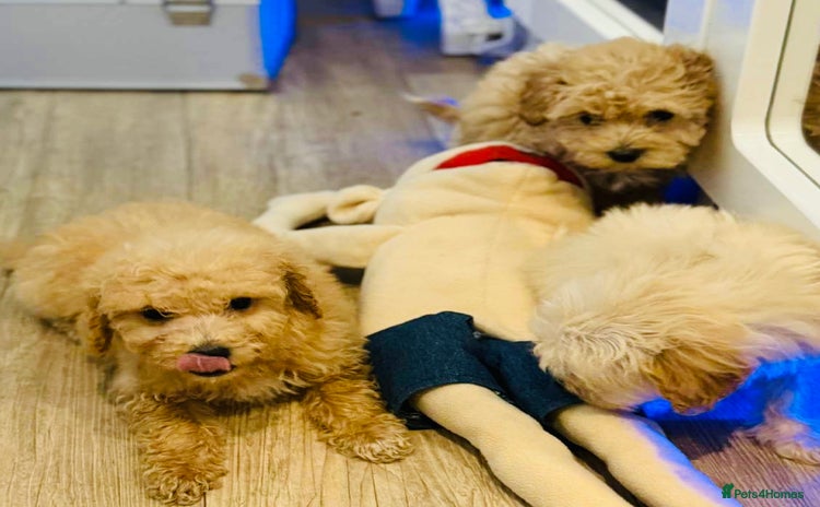 Maltipoo dogs - Advert 1