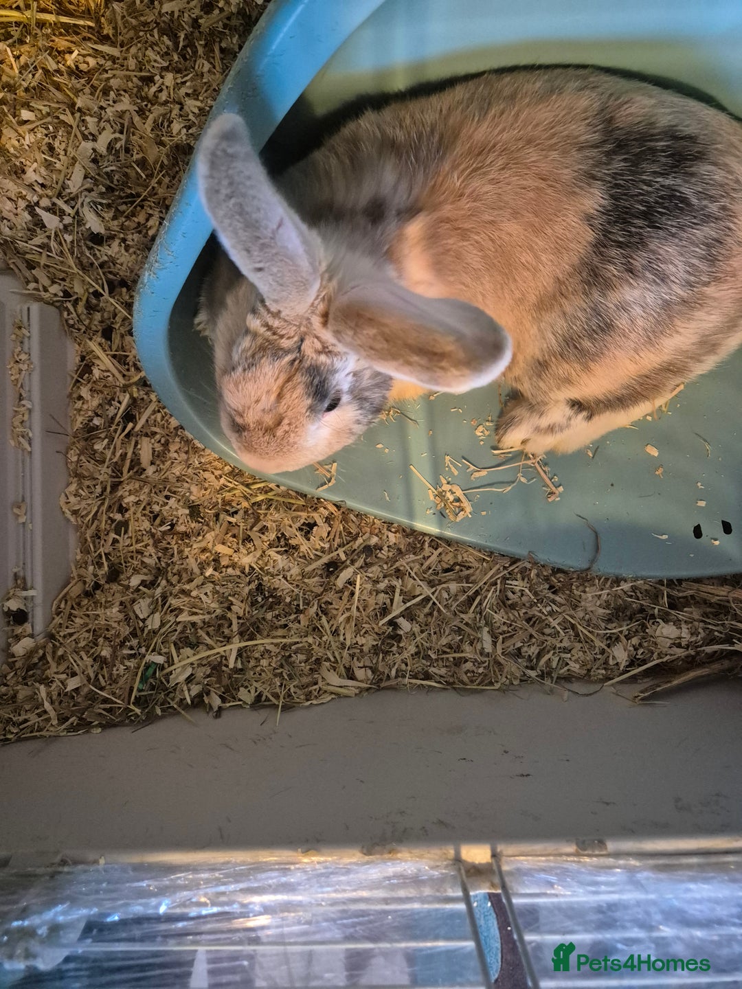 Havana rabbits for sale: Male Rabbits - Advert 3