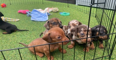Miniature Dachshund dogs - Advert 16
