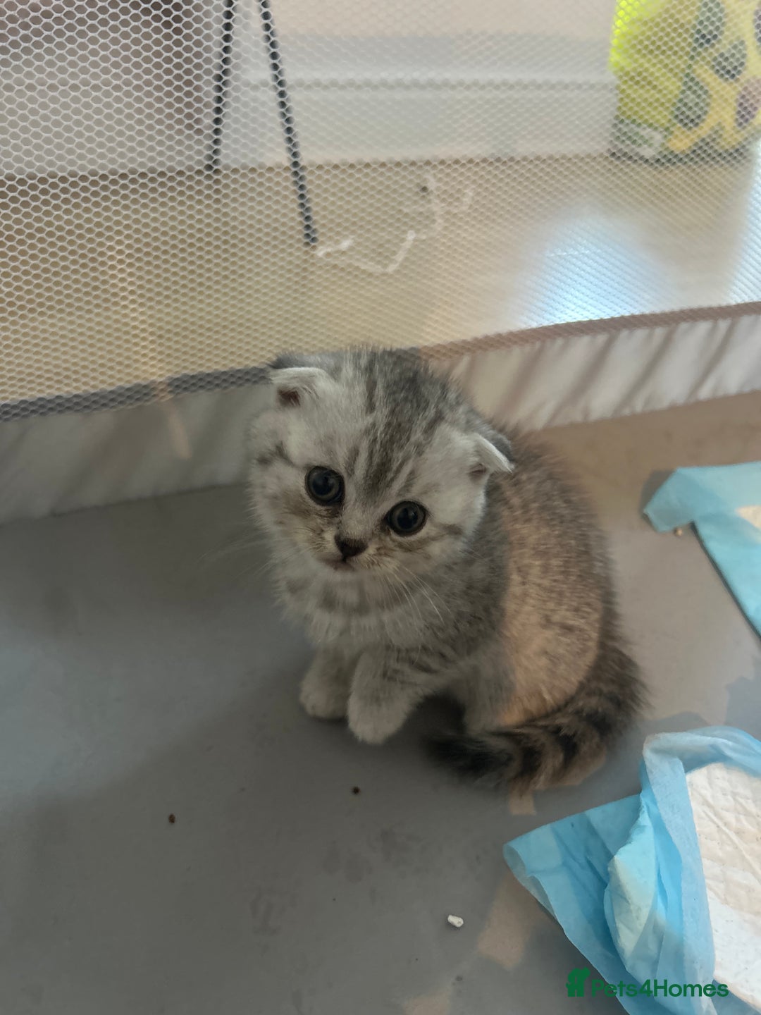 Scottish Fold cats for sale: Scottish fold and straights - Image 16