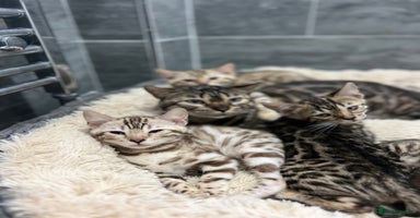 Bengal cats Stunning TICA 5 Generation Pedigree Kittens - Advert 7