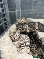 Bengal cats Stunning TICA 5 Generation Pedigree Kittens - Advert 7
