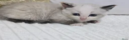 Domestic Shorthair cats for sale: Beautiful Litter of 8 Kittens –5 Females & 3 Males - Advert 32