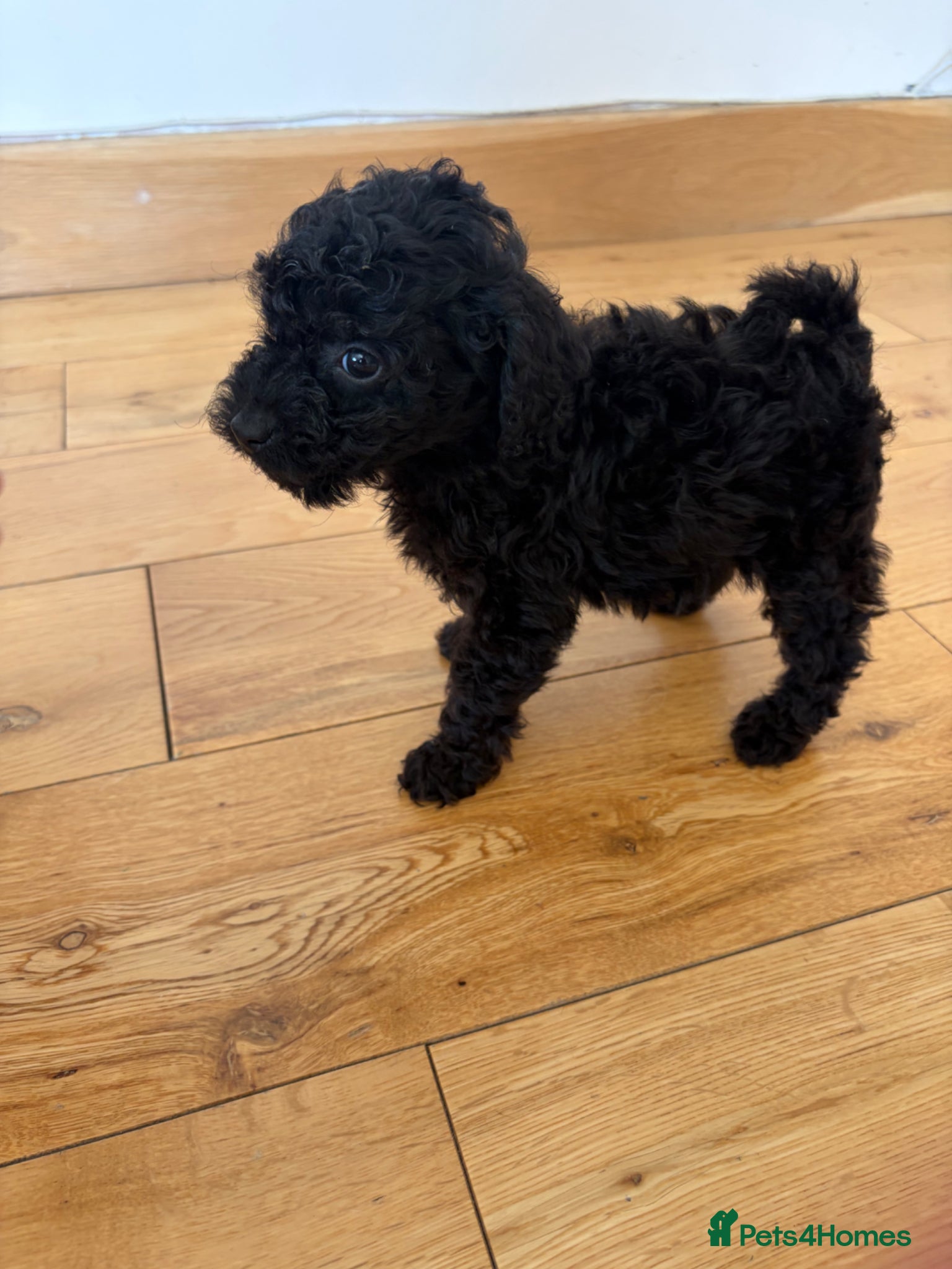 Toy Poodle dogs ⭐️Tiny beautiful Toy Poodles⭐️ 🐾 - Advert 20