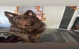 German Shepherd dogs for sale: Pedigree German Shepherd Puppies - Image 7