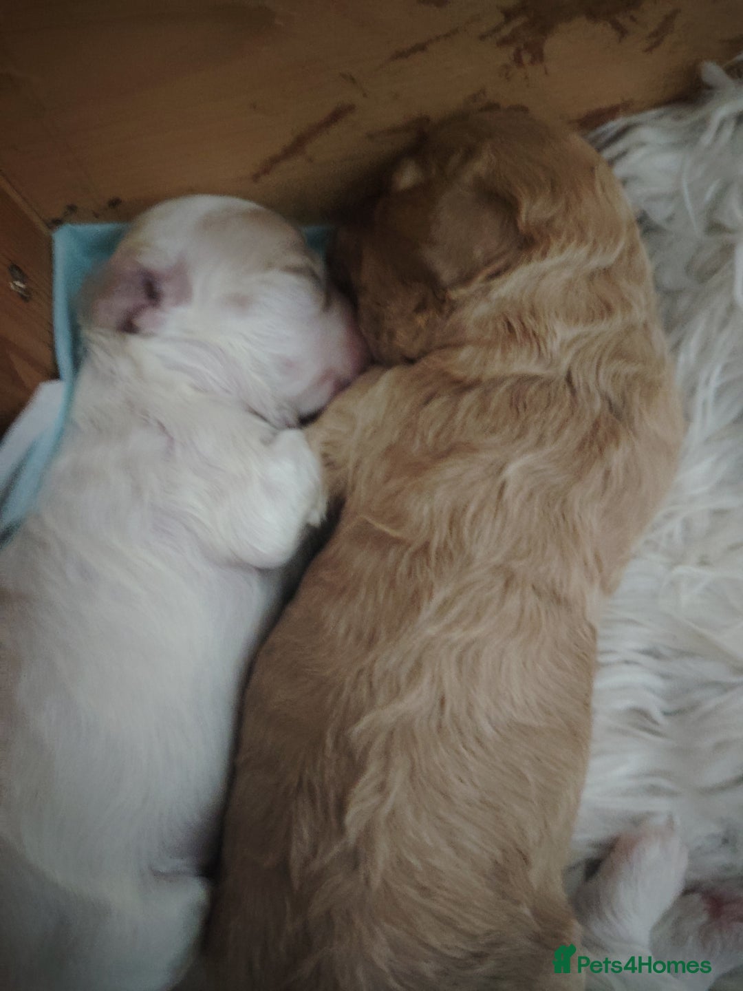 Cavapoo dogs for sale: Stunning tri coloured teddy bear Cavapoos x 6  - Advert 13