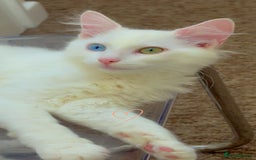 Turkish Angora cats for sale: Turkish Angora  - Image 2